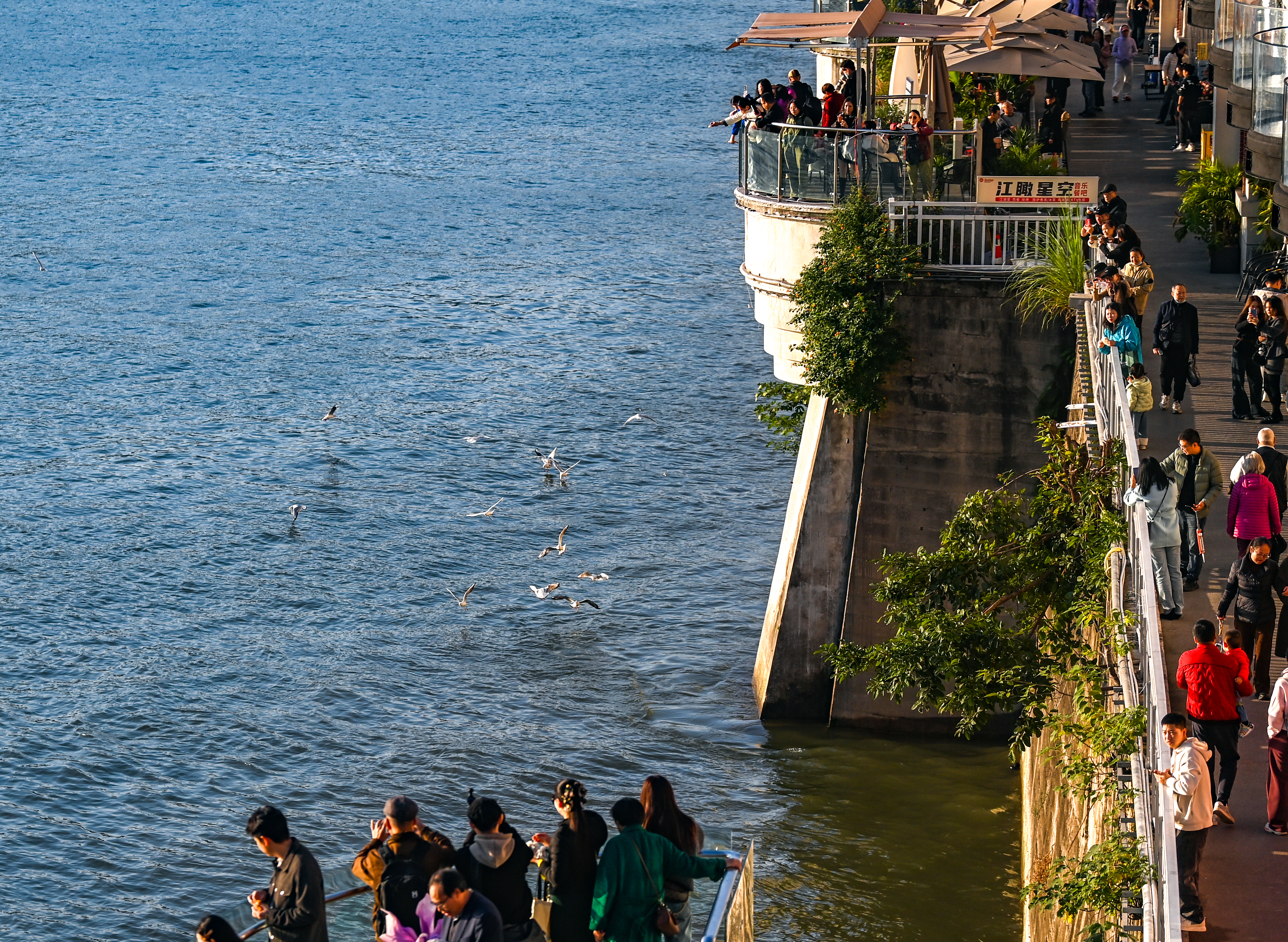 南滨路两江交汇水域 红嘴鸥又来了.jpg